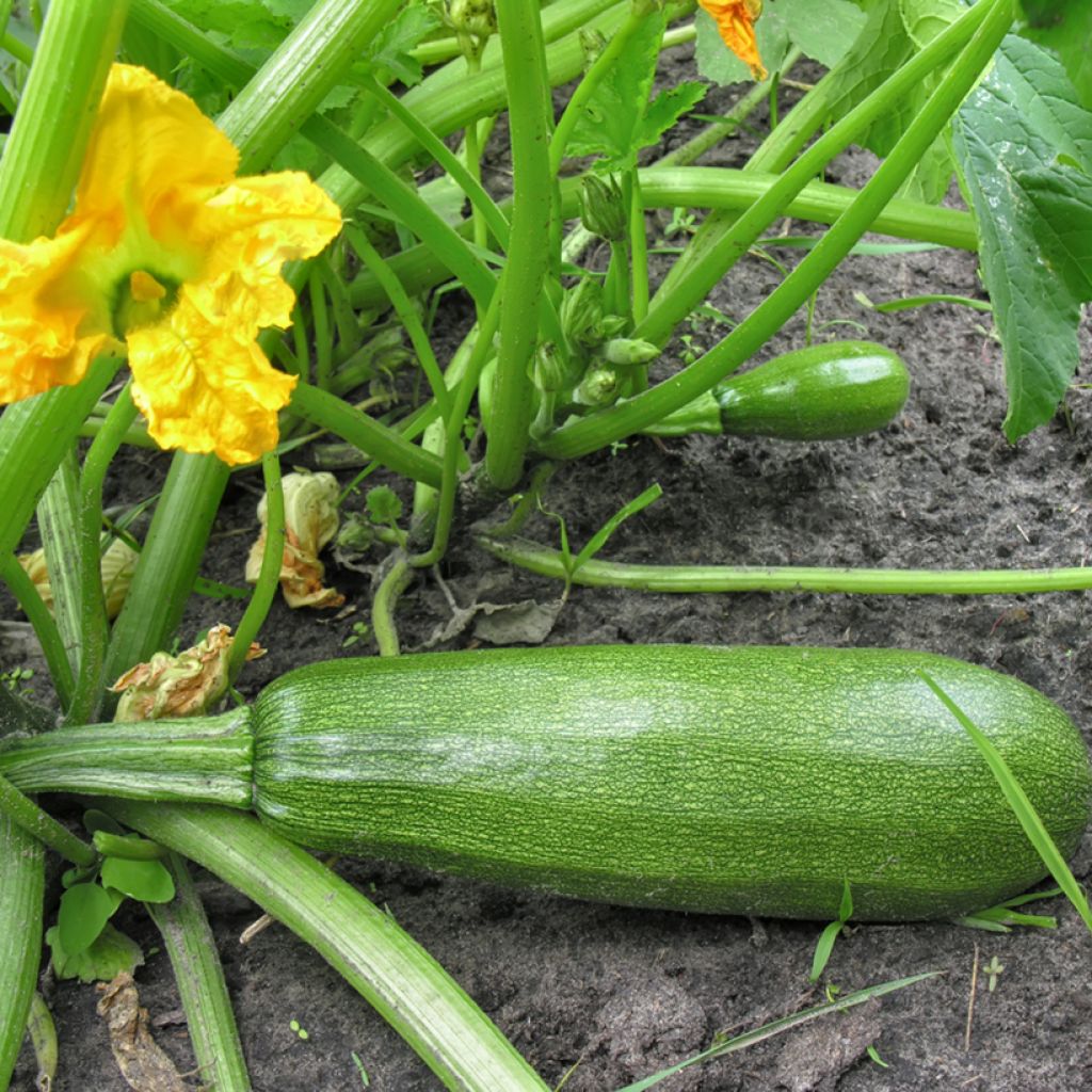 Zucchino Diamant F1