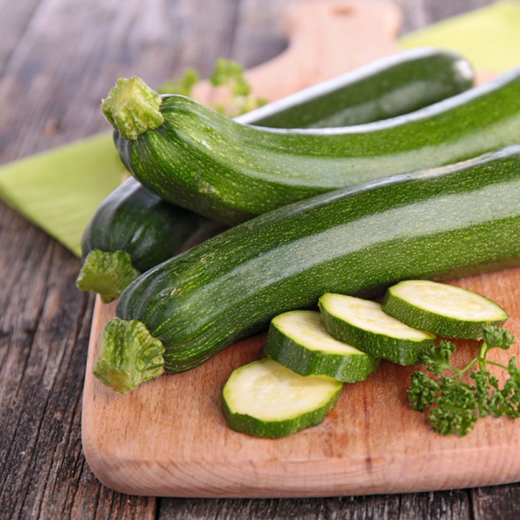 Zucchino Firenze