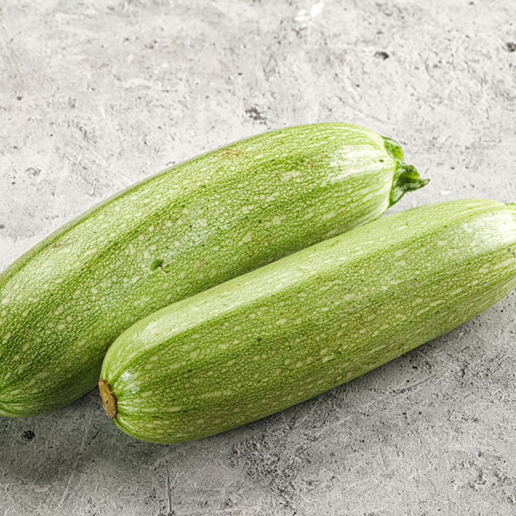 Zucchino Genovese (BIO semi)