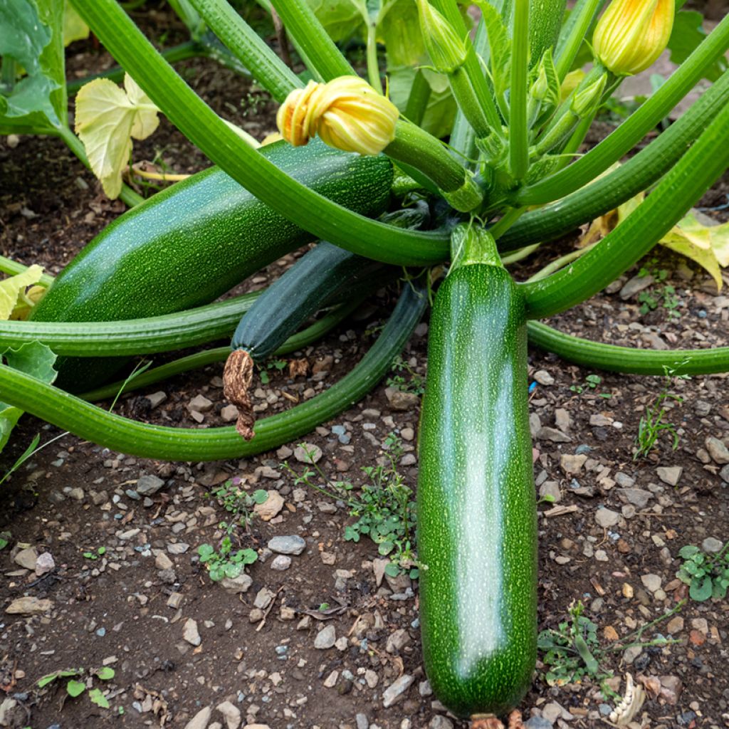 Zucchino Kimber F1