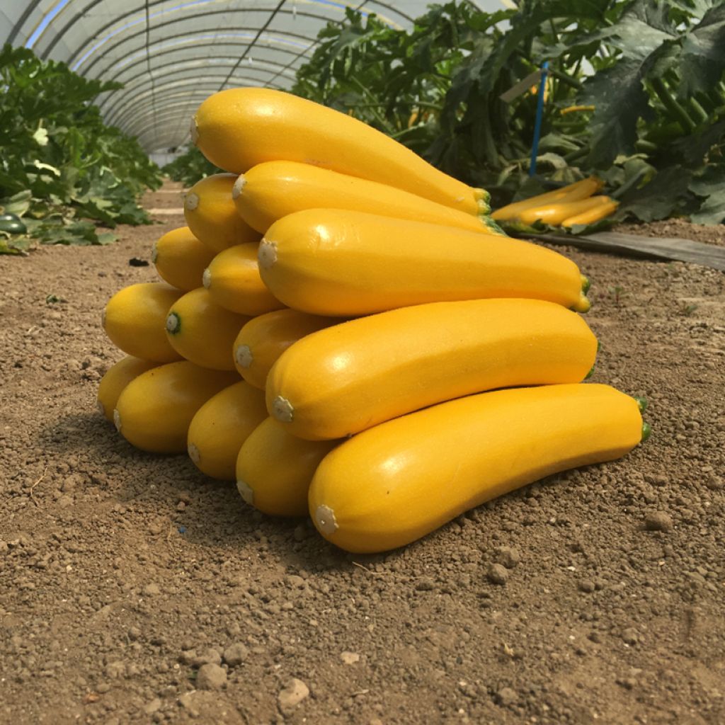 Courgette Lingodor F1 jaune