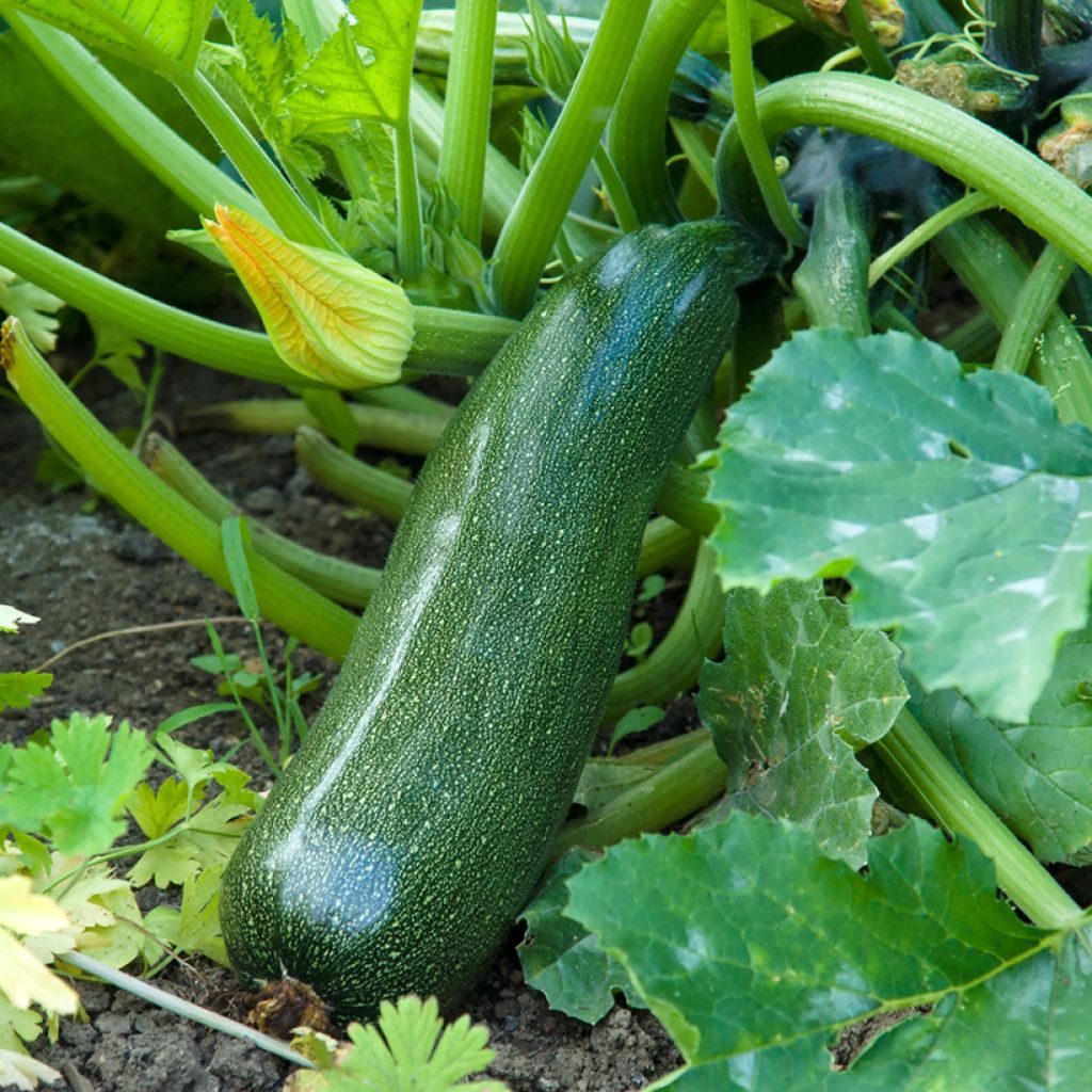 Zucchino Midnight F1