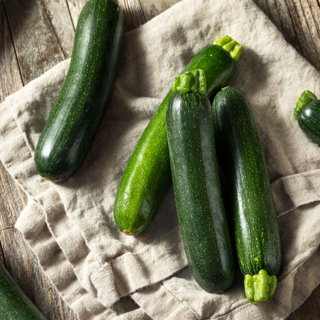 Zucchino Nano Verde di Milano