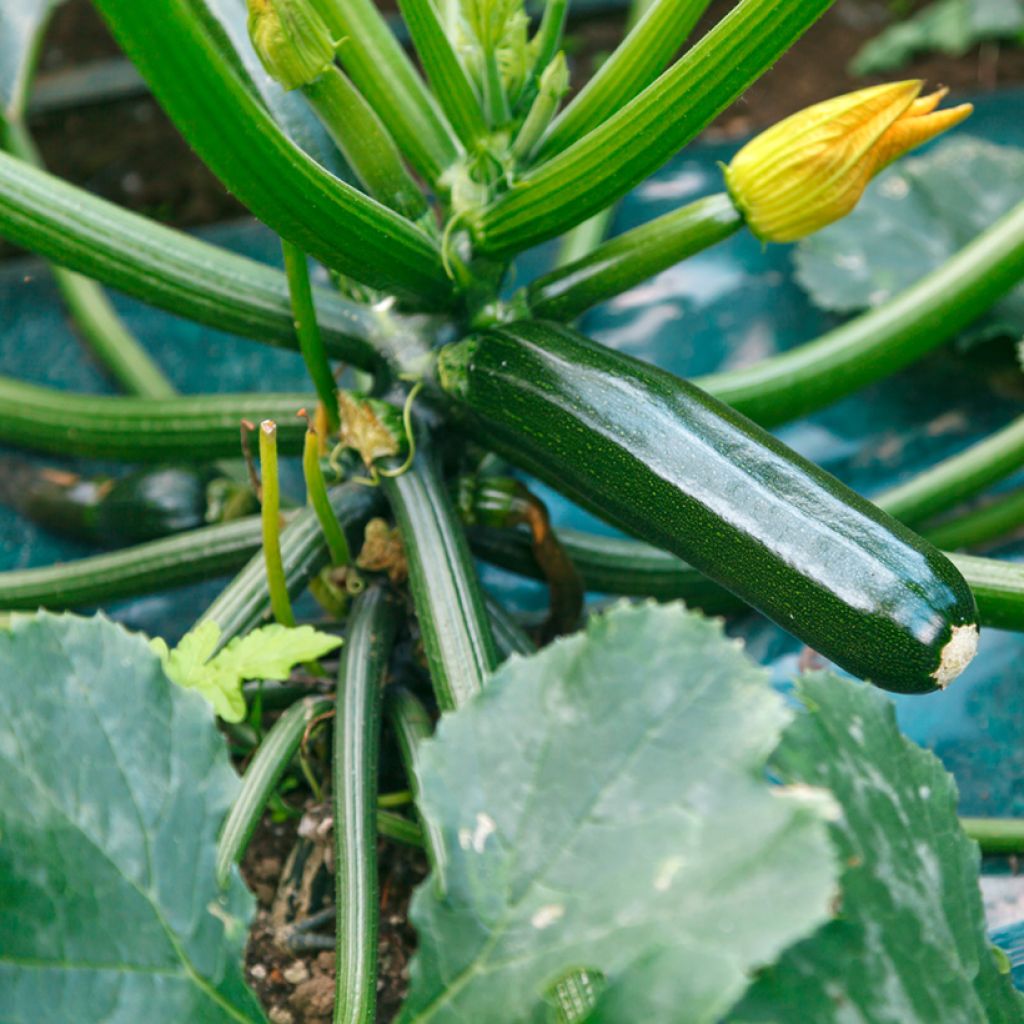 Zucchino Patio Star F1