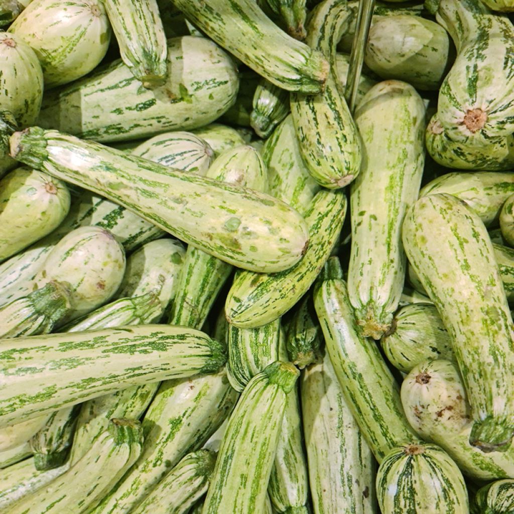 Zucchino ibrido Profusion