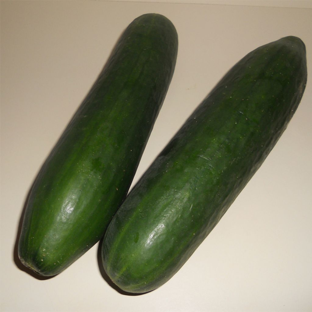 Zucchino Storr's Green F1