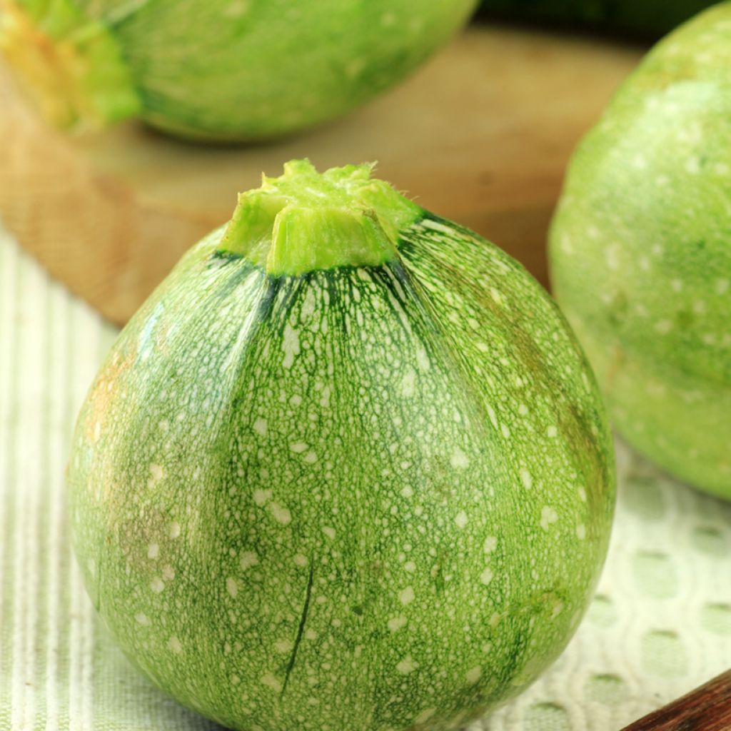 Zucchino Tondo di Toscana