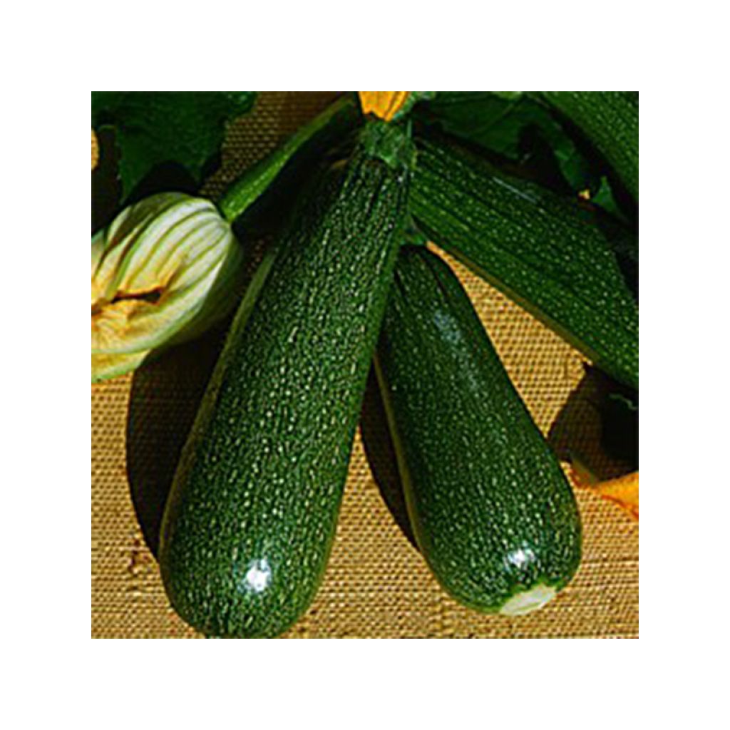 Zucchino Verde non coureuse des maraîchers