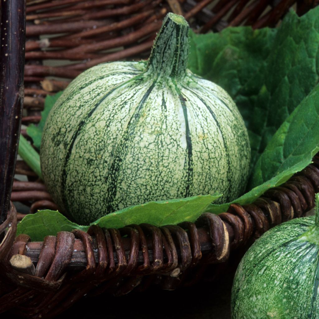 Zucchino tondo chiaro di Nizza Bio - Ferme de Sainte Marthe