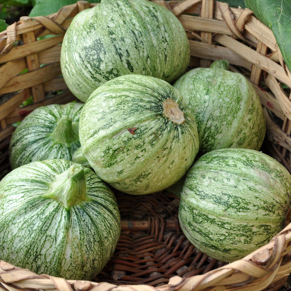 Zucchino tondo chiaro di Nizza