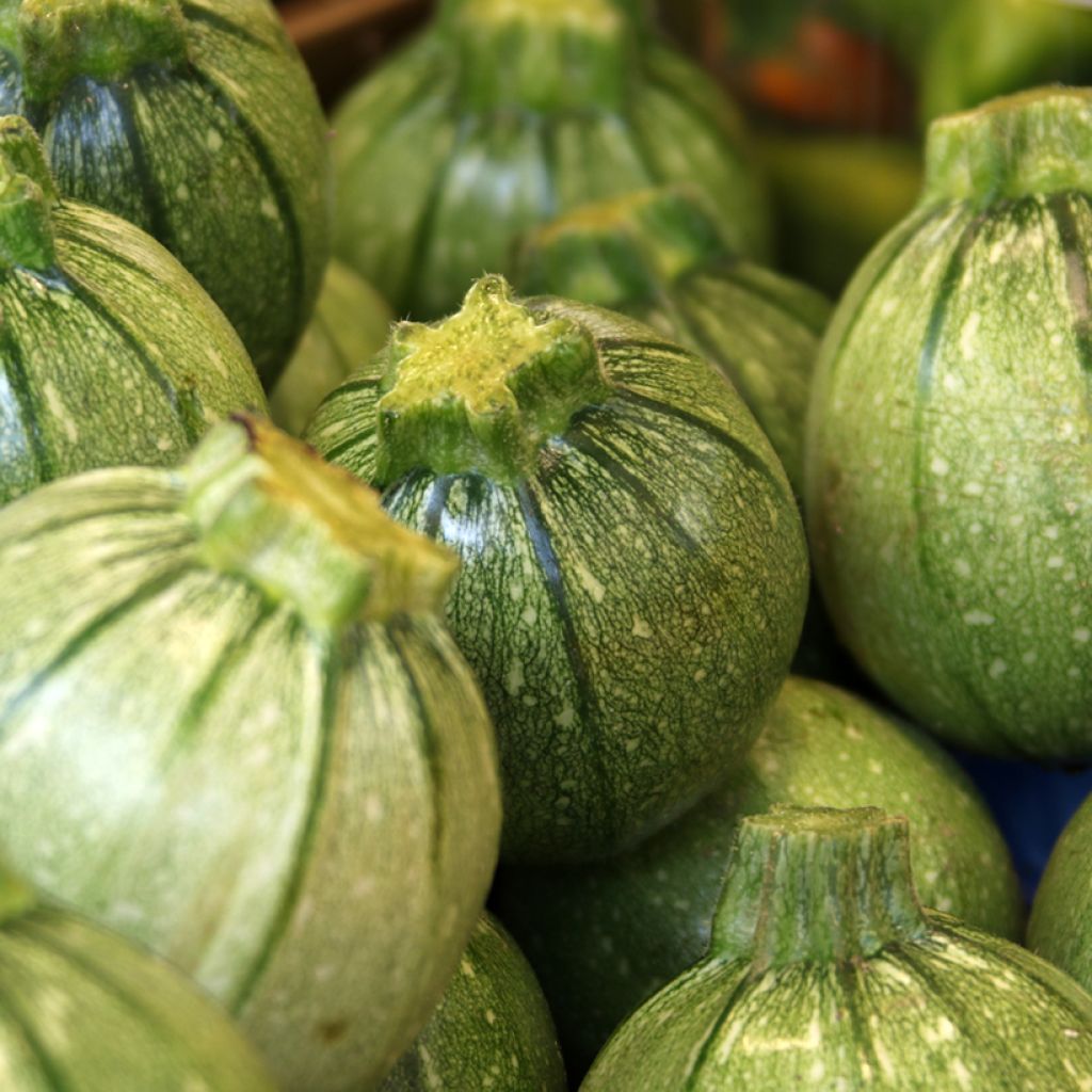 Zucchino tondo chiaro di Nizza - Vilmorin