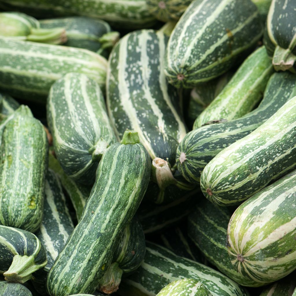 Zucchino verde d'Italia