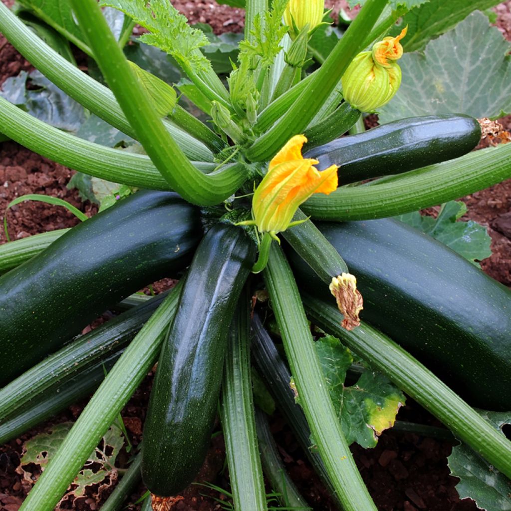 Zucchino verde nero