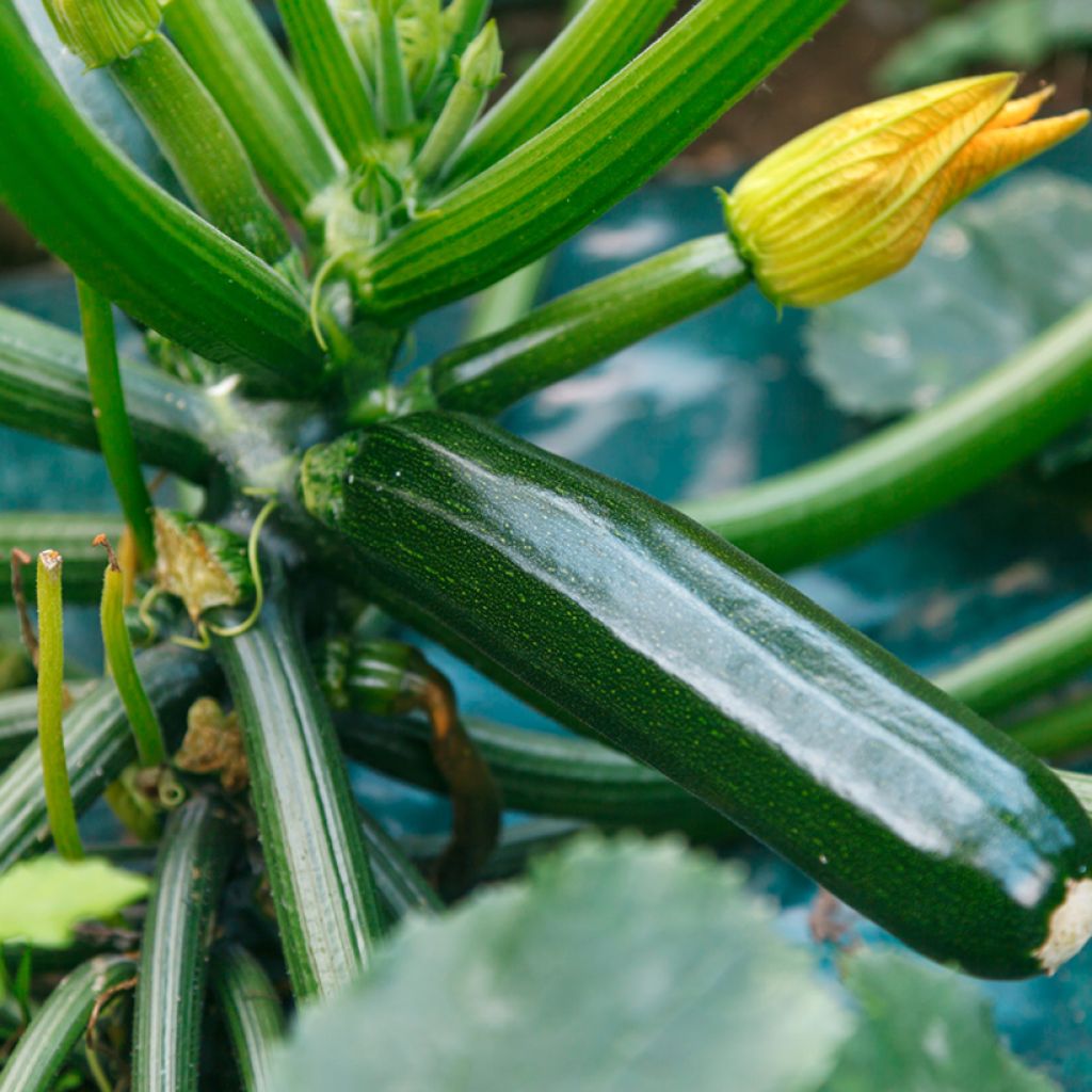 Zucchino verde nero