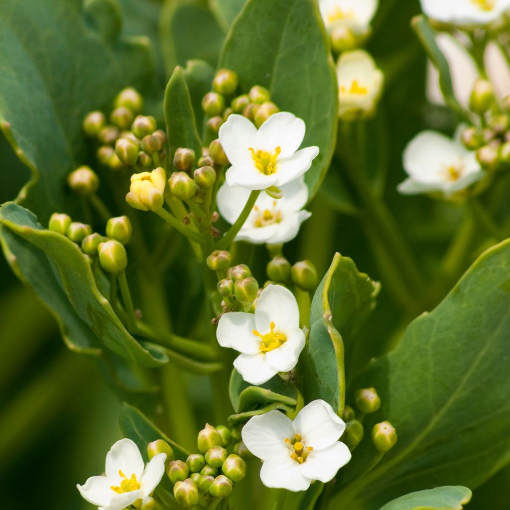 Crambe maritima - Cavolo marino