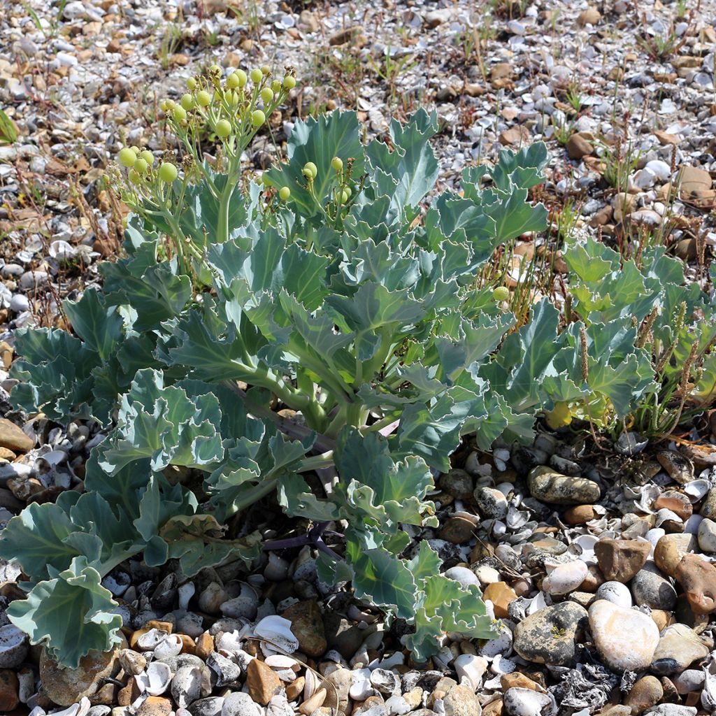 Crambe maritima - Cavolo marino