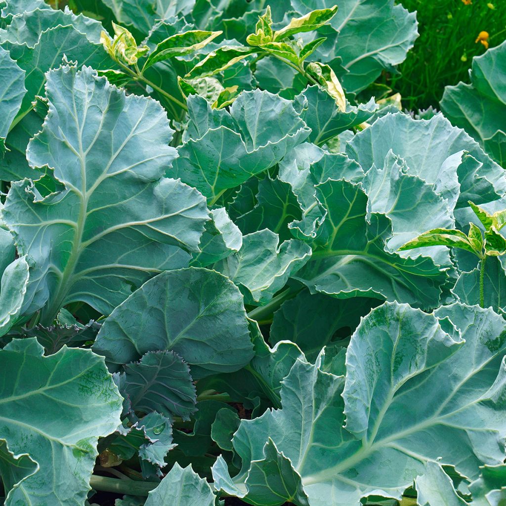 Crambe maritima - Cavolo marino