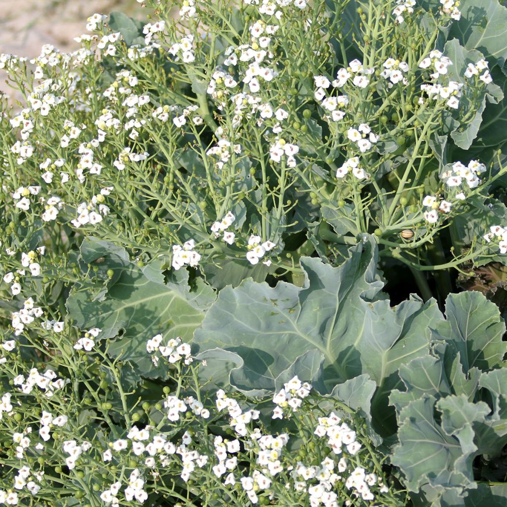 Crambe maritima - Cavolo marino