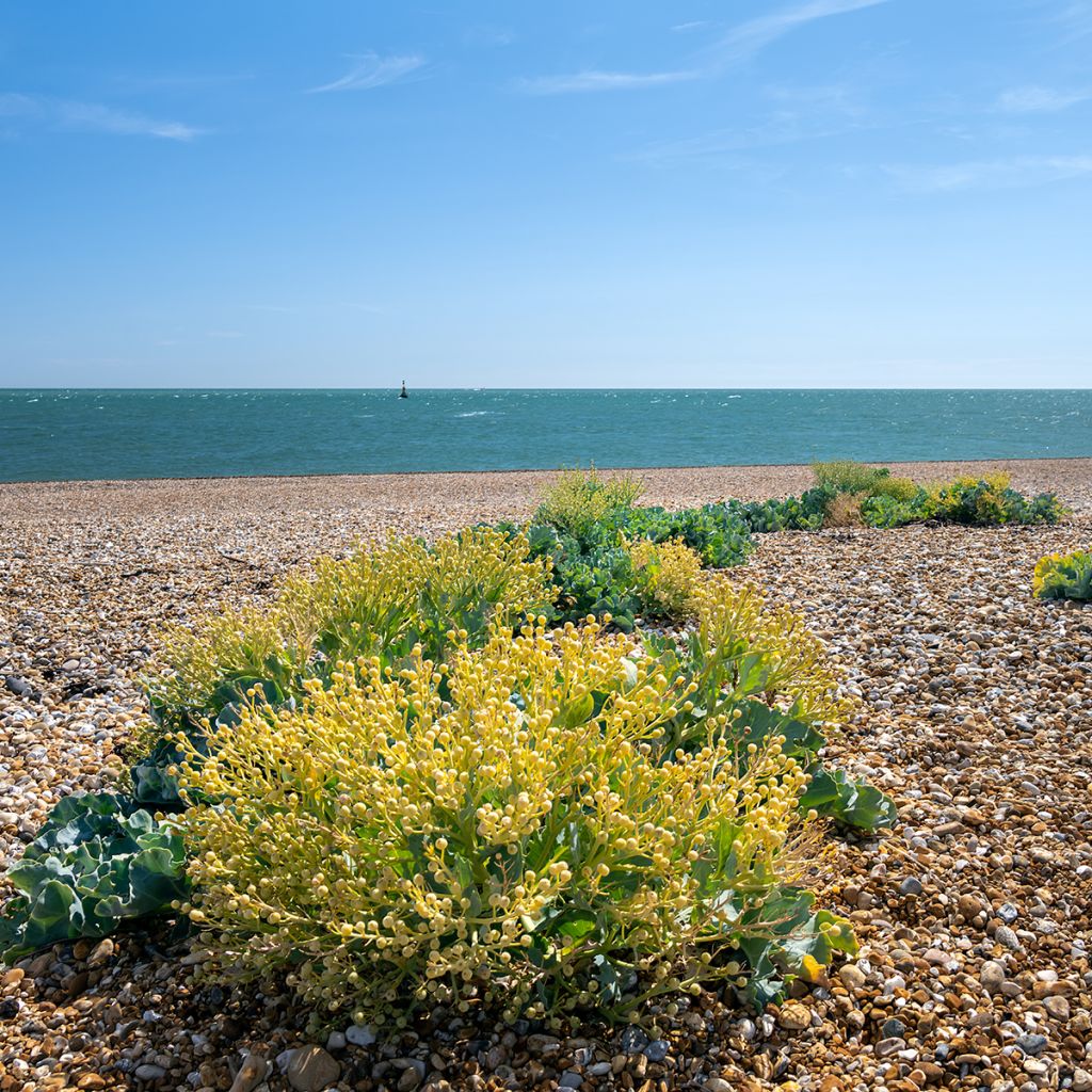 Crambe maritima - Cavolo marino