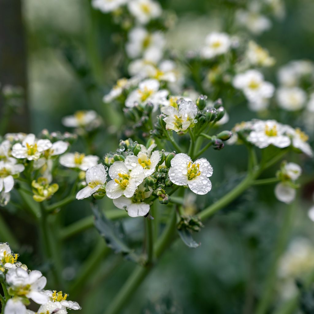 Crambe maritima - Cavolo marino