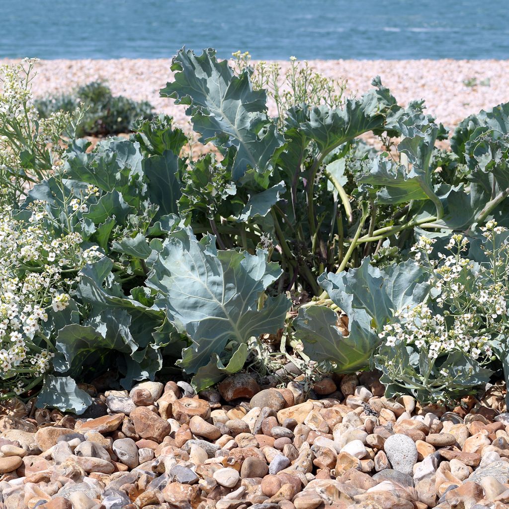 Crambe maritima - Cavolo marino