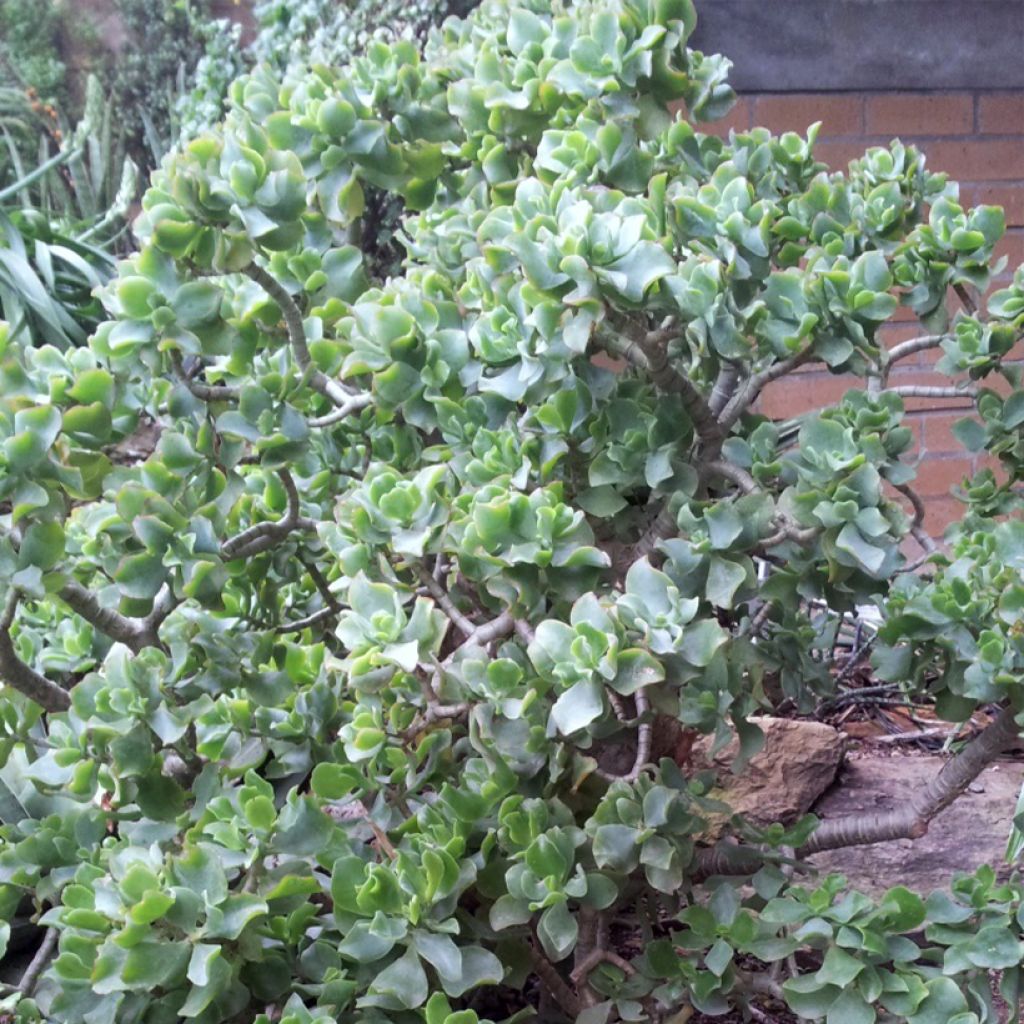 Crassula arborescens Curly Grey