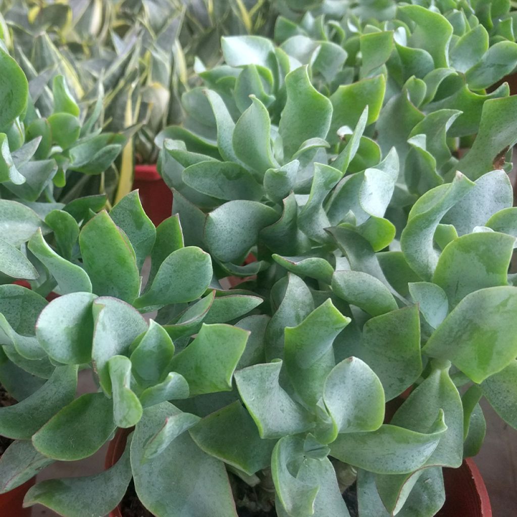 Crassula arborescens Curly Grey