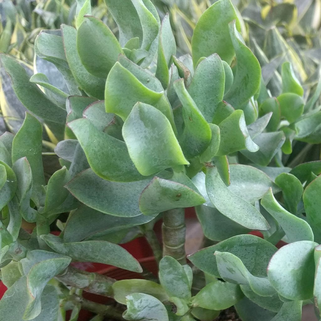 Crassula arborescens Curly Grey