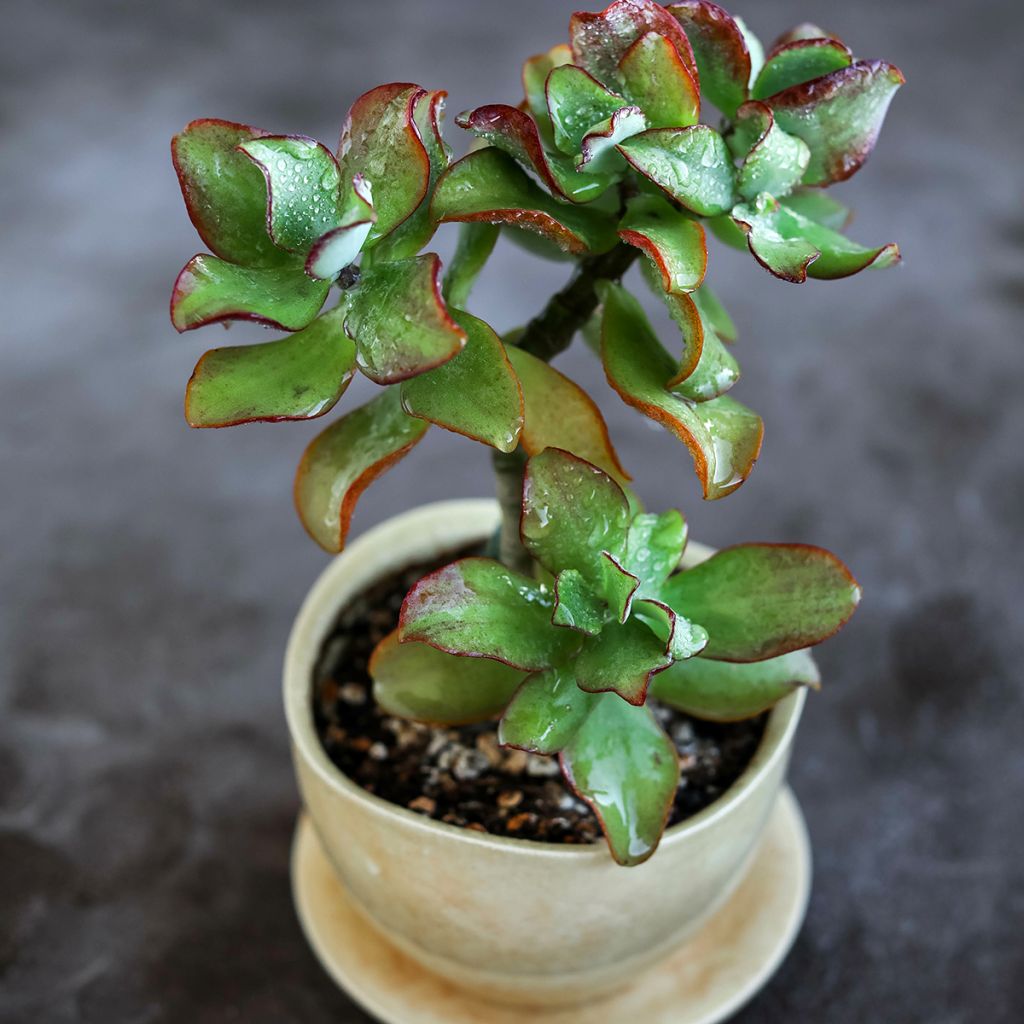 Crassula arborescens Curly Grey