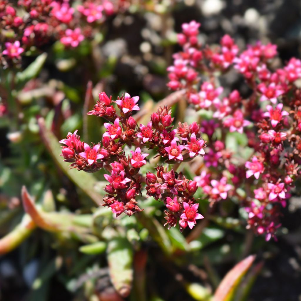 Crassula exilis subsp. schmidtii - Crassula de Schmidt