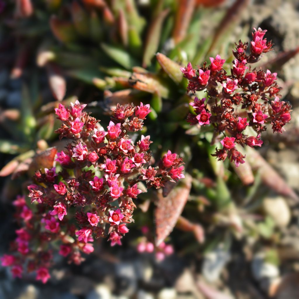 Crassula exilis subsp. schmidtii - Crassula de Schmidt