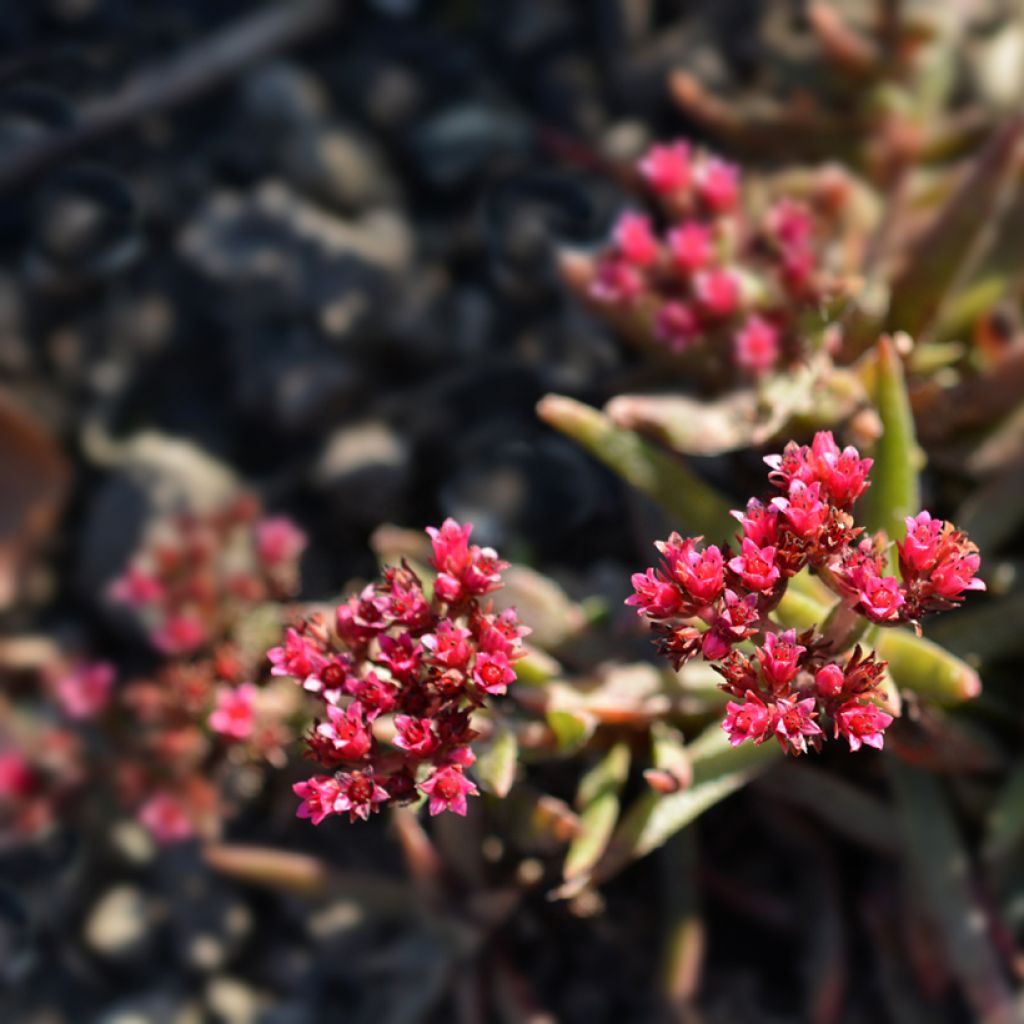 Crassula exilis subsp. schmidtii - Crassula de Schmidt