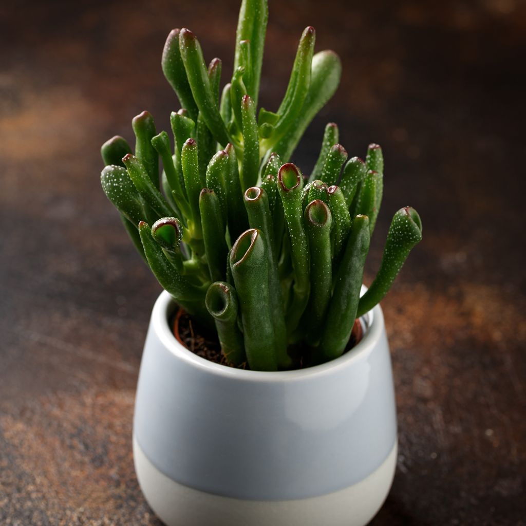 Crassula ovata Hobbit