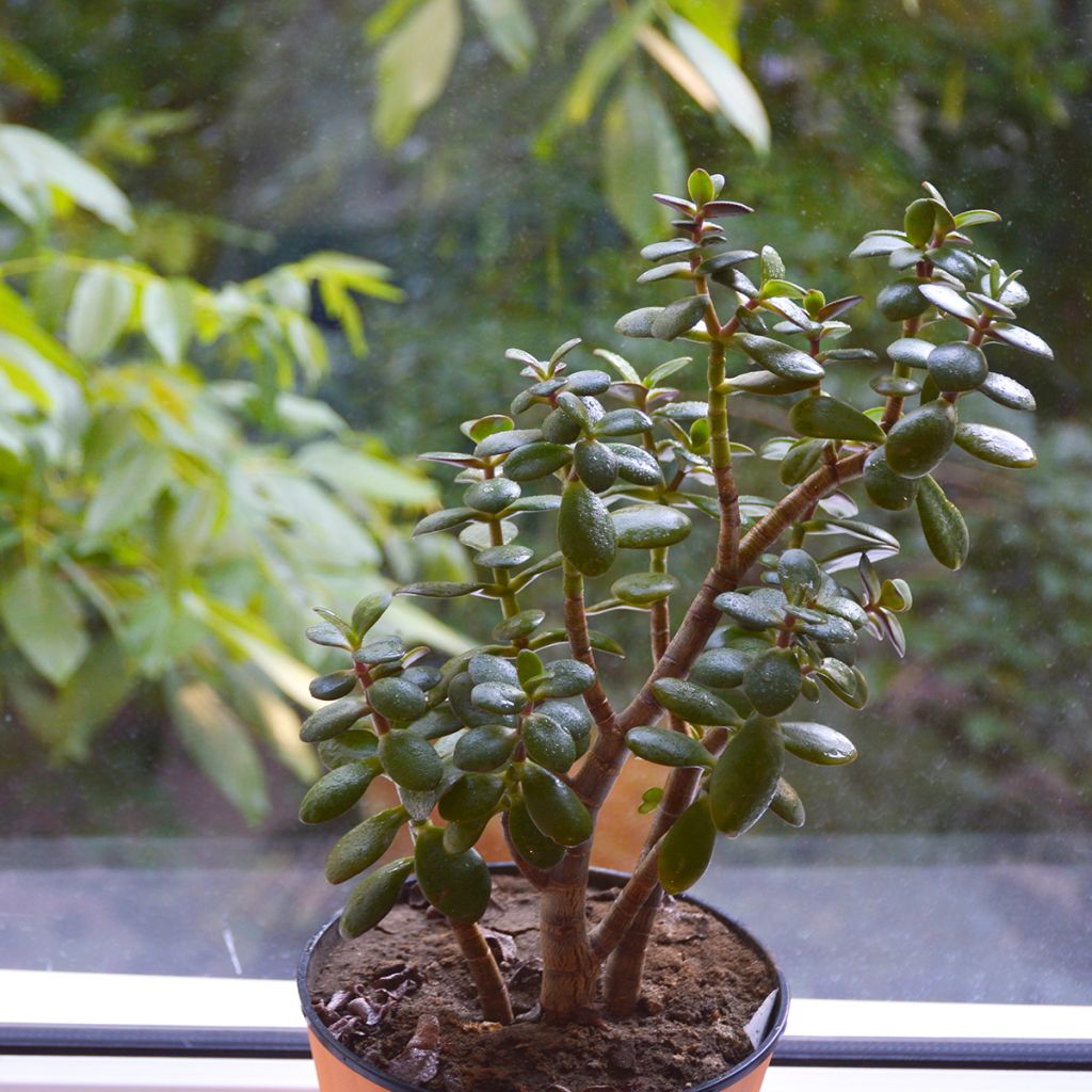 Crassula ovata Minor