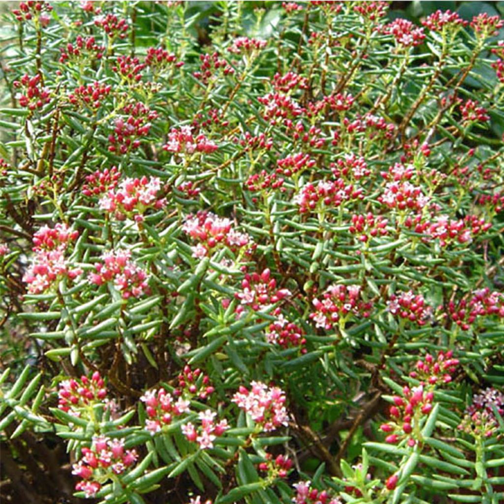 Crassula sarcocaulis