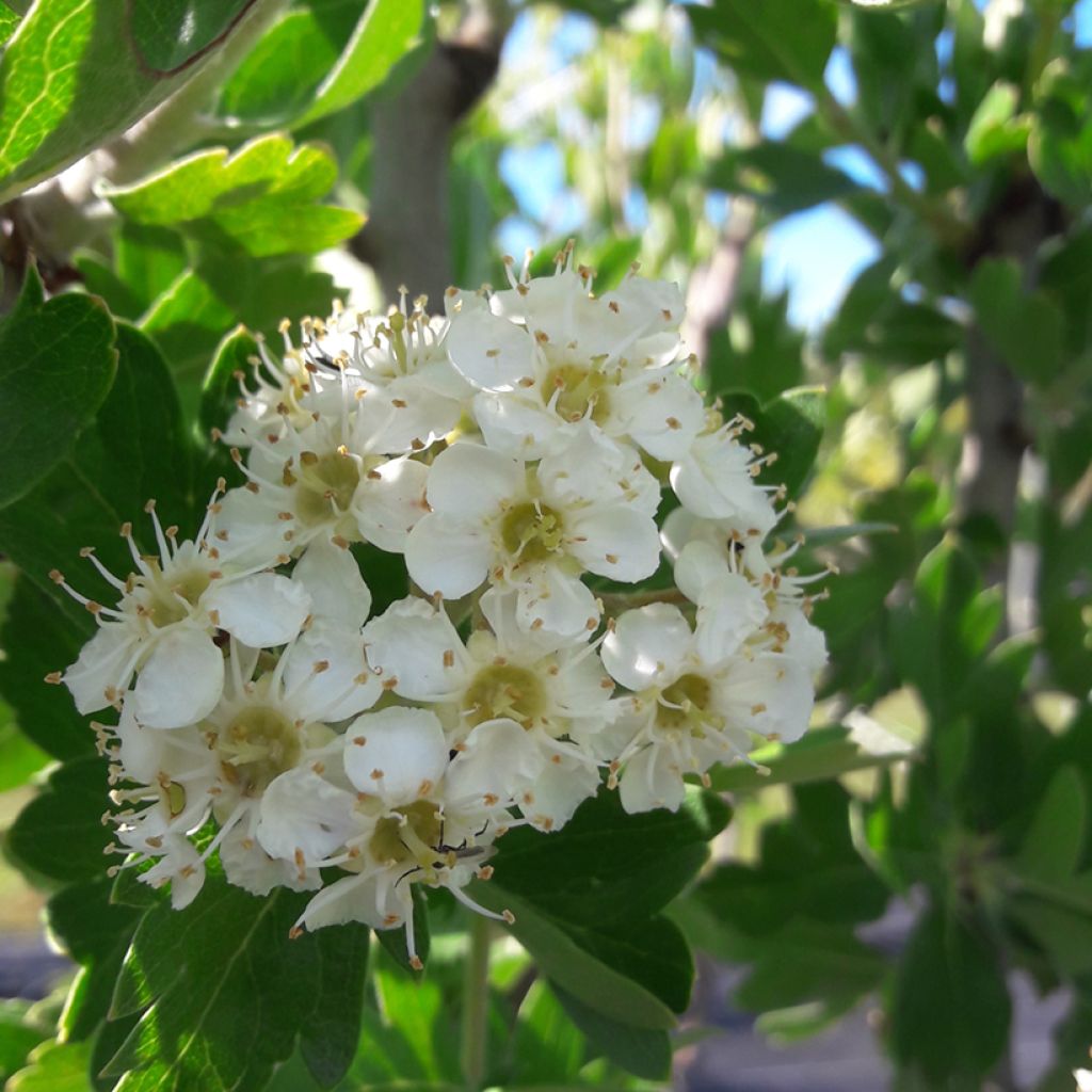 Crataegus azarolus - Azarolier, Azérolier ou Épine d'Espagne