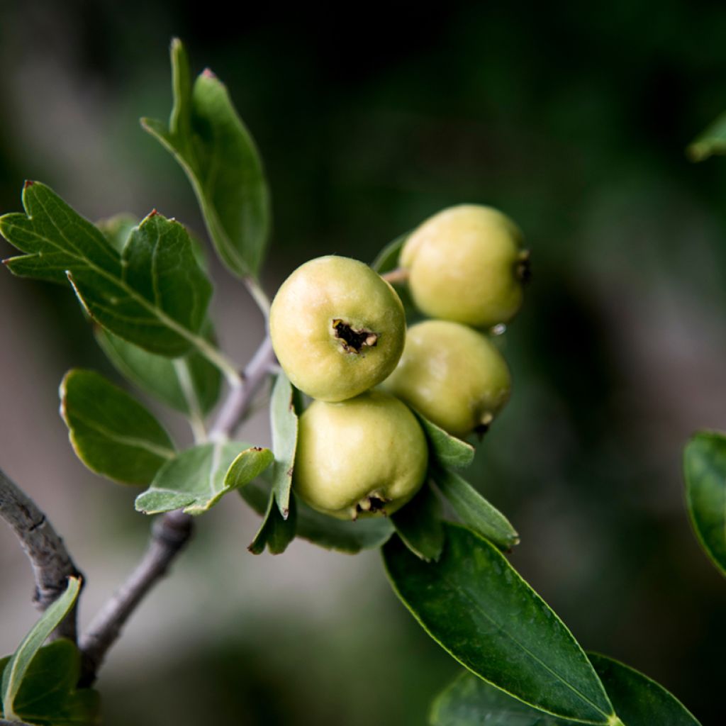 Crataegus azarolus - Azarolier, Azérolier ou Épine d'Espagne