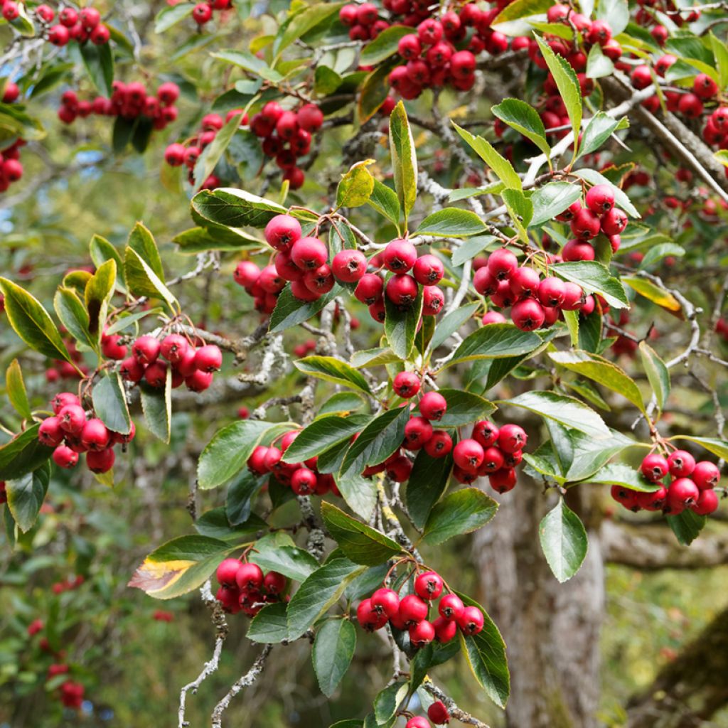 Crataegus crus-galli - Biancospino piè di gallo