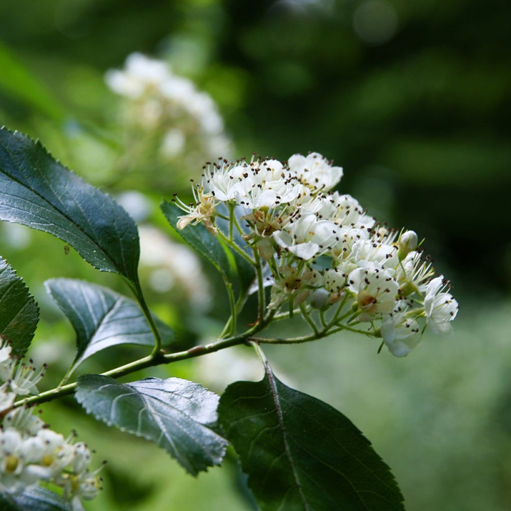 Crataegus crus-galli - Biancospino piè di gallo