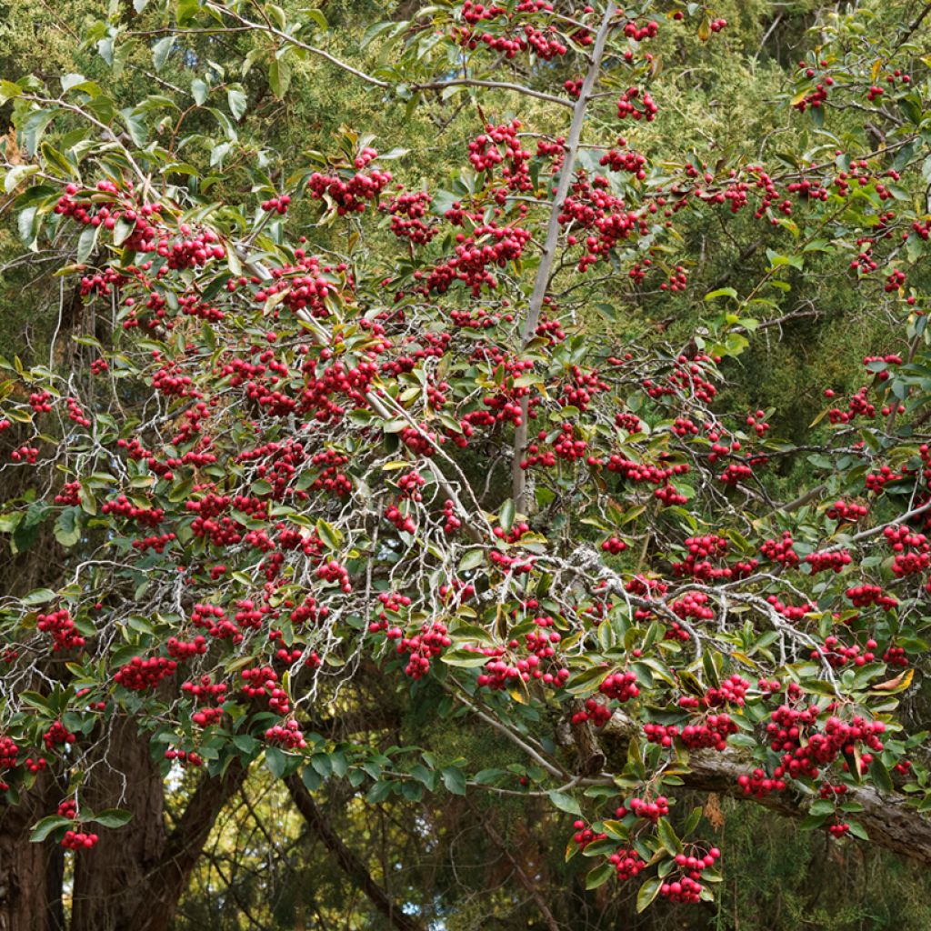 Crataegus crus-galli - Biancospino piè di gallo