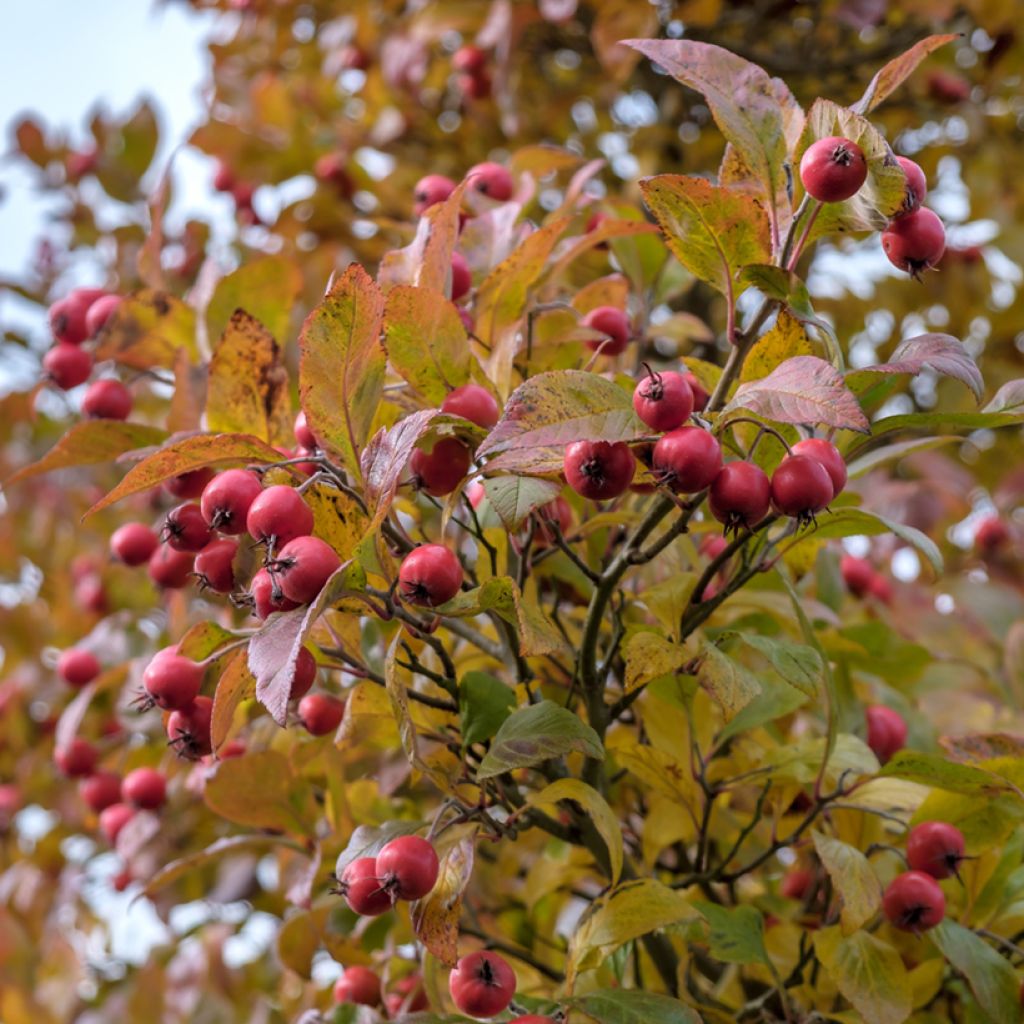 Crataegus crus-galli - Biancospino piè di gallo