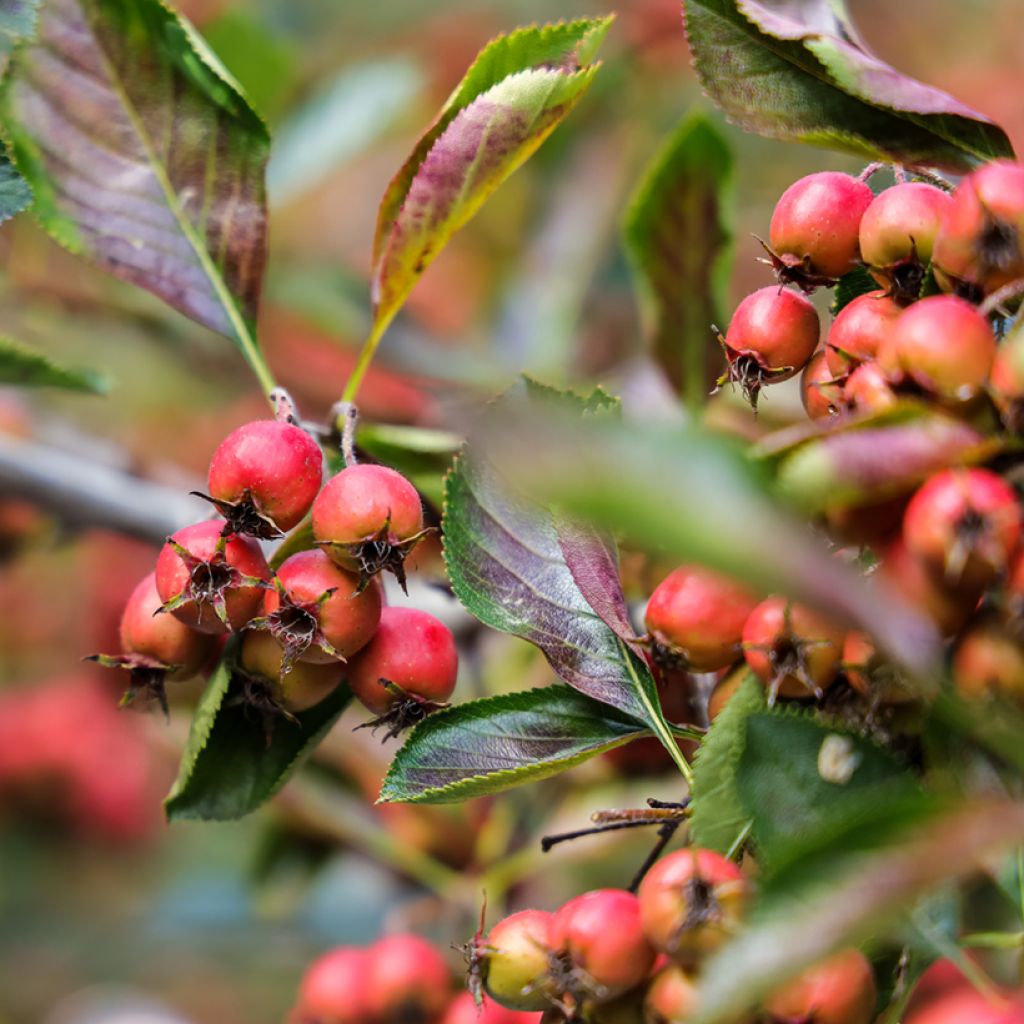 Crataegus crus-galli - Biancospino piè di gallo