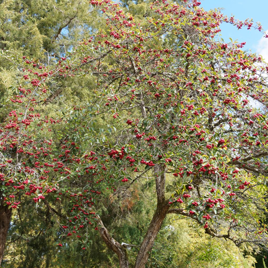 Crataegus crus-galli - Biancospino piè di gallo