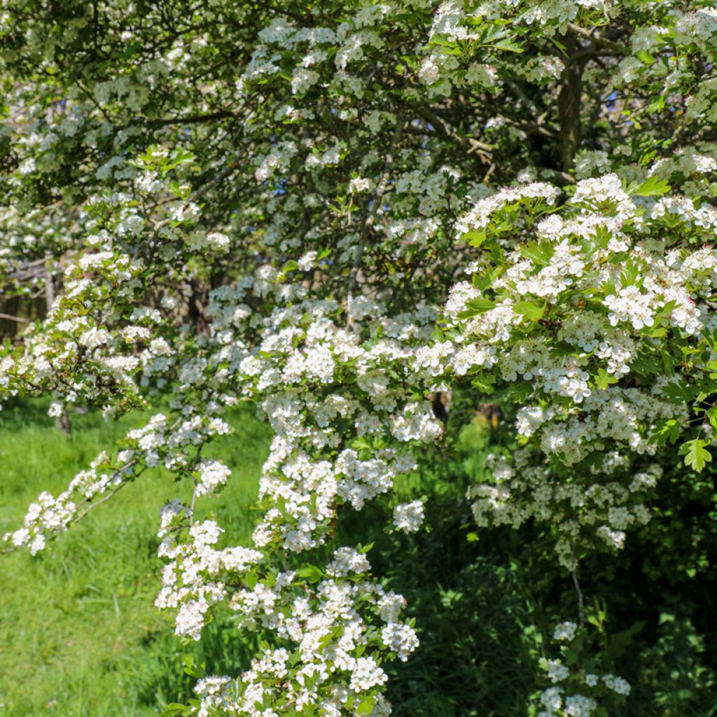 Crataegus laevigata - Aubépine lisse, à deux styles ou épineuse