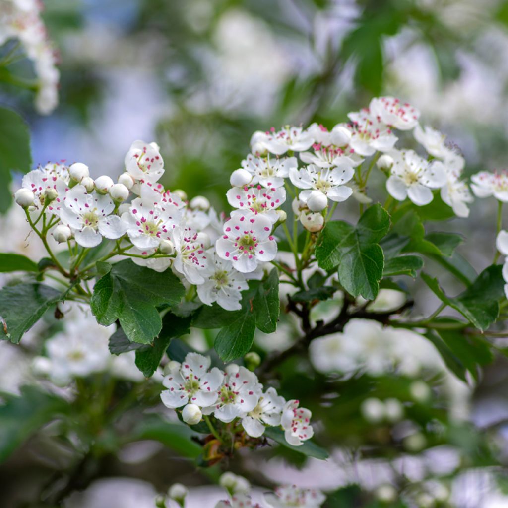 Crataegus laevigata - Aubépine lisse, à deux styles ou épineuse