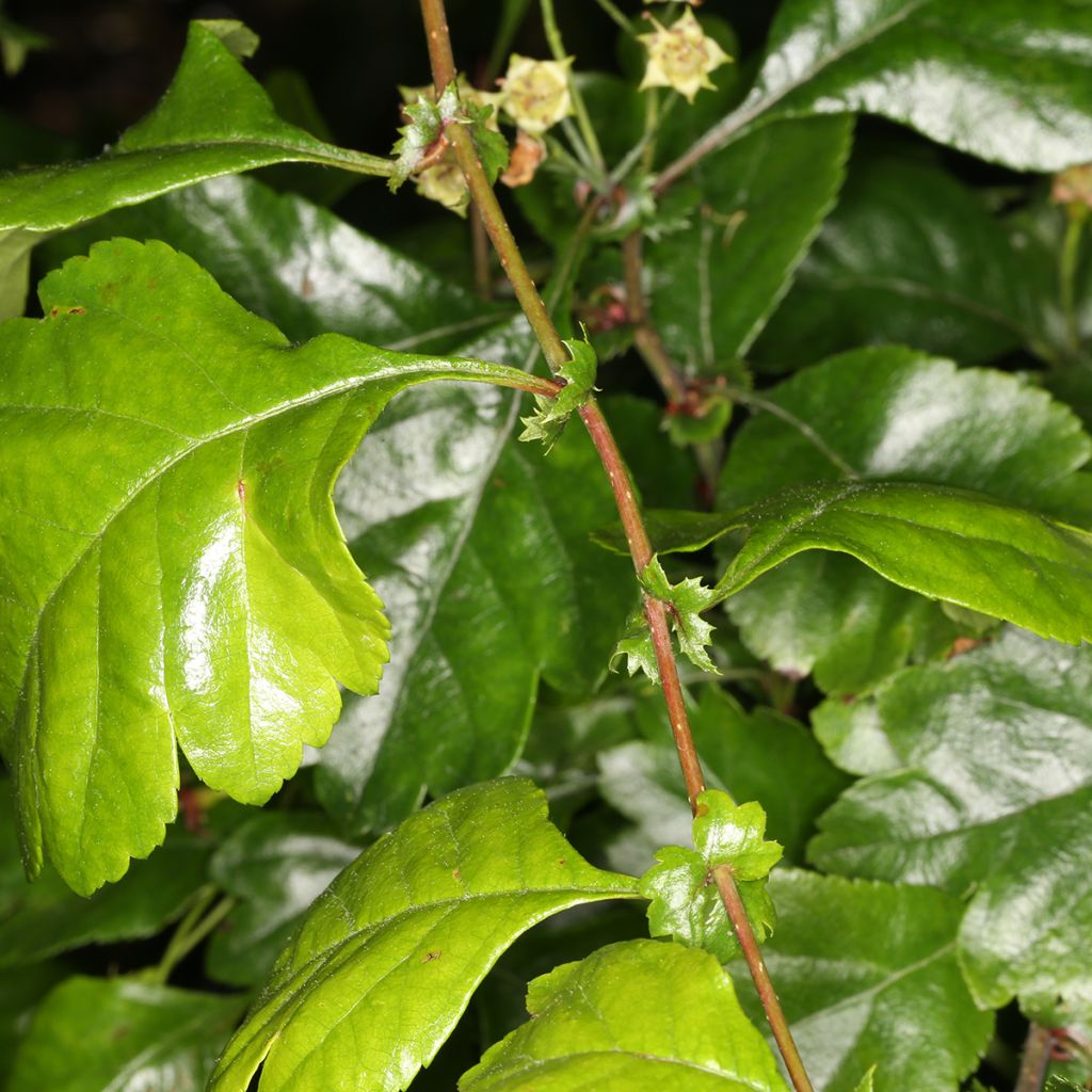 Crataegus laevigata Auriculata