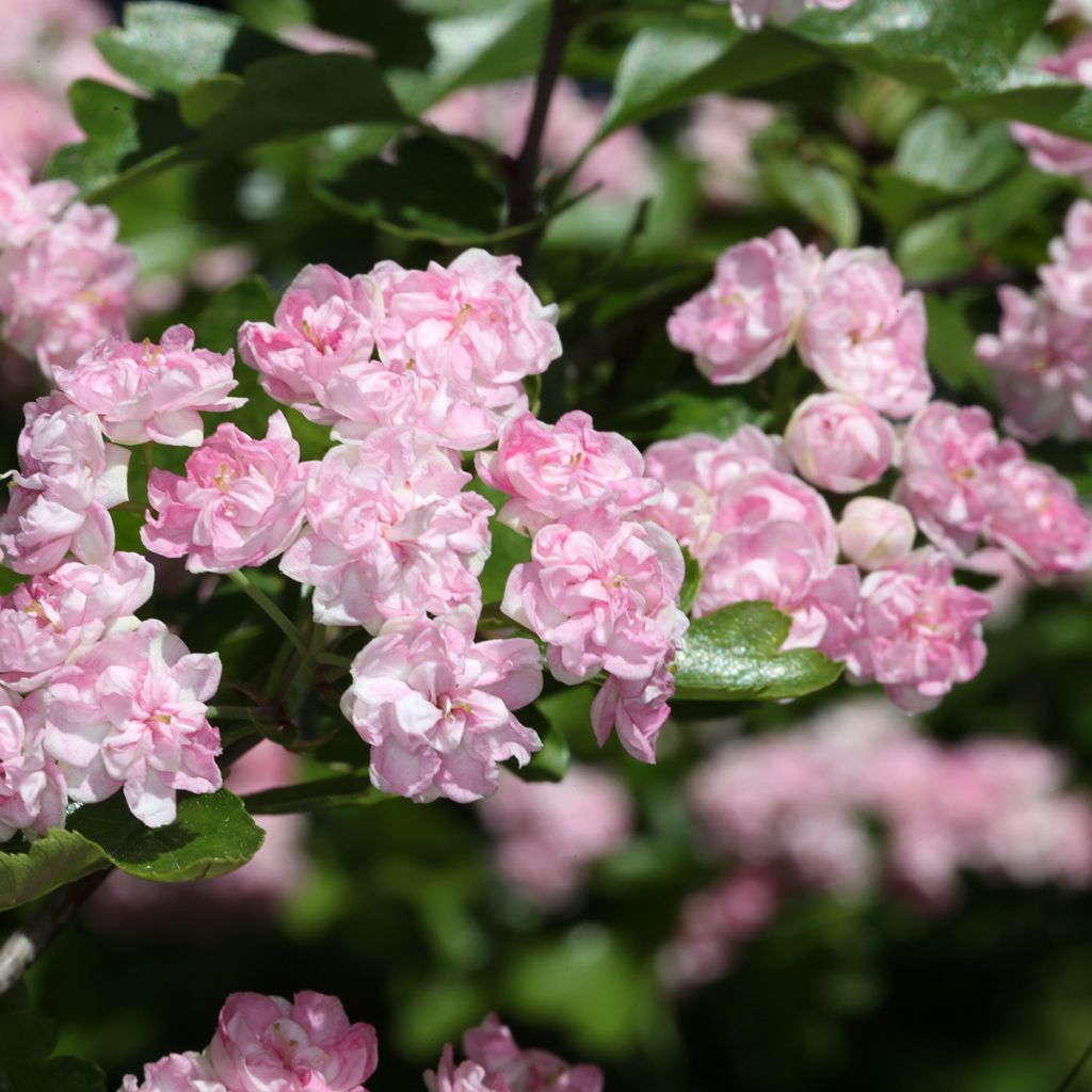 Crataegus laevigata Masekii