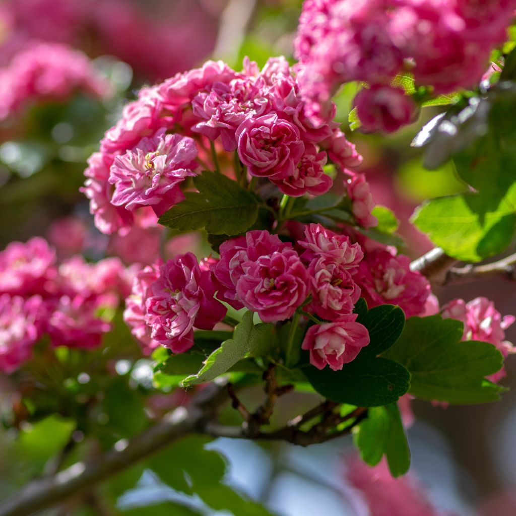 Crataegus laevigata Mutabilis Ravnholdt