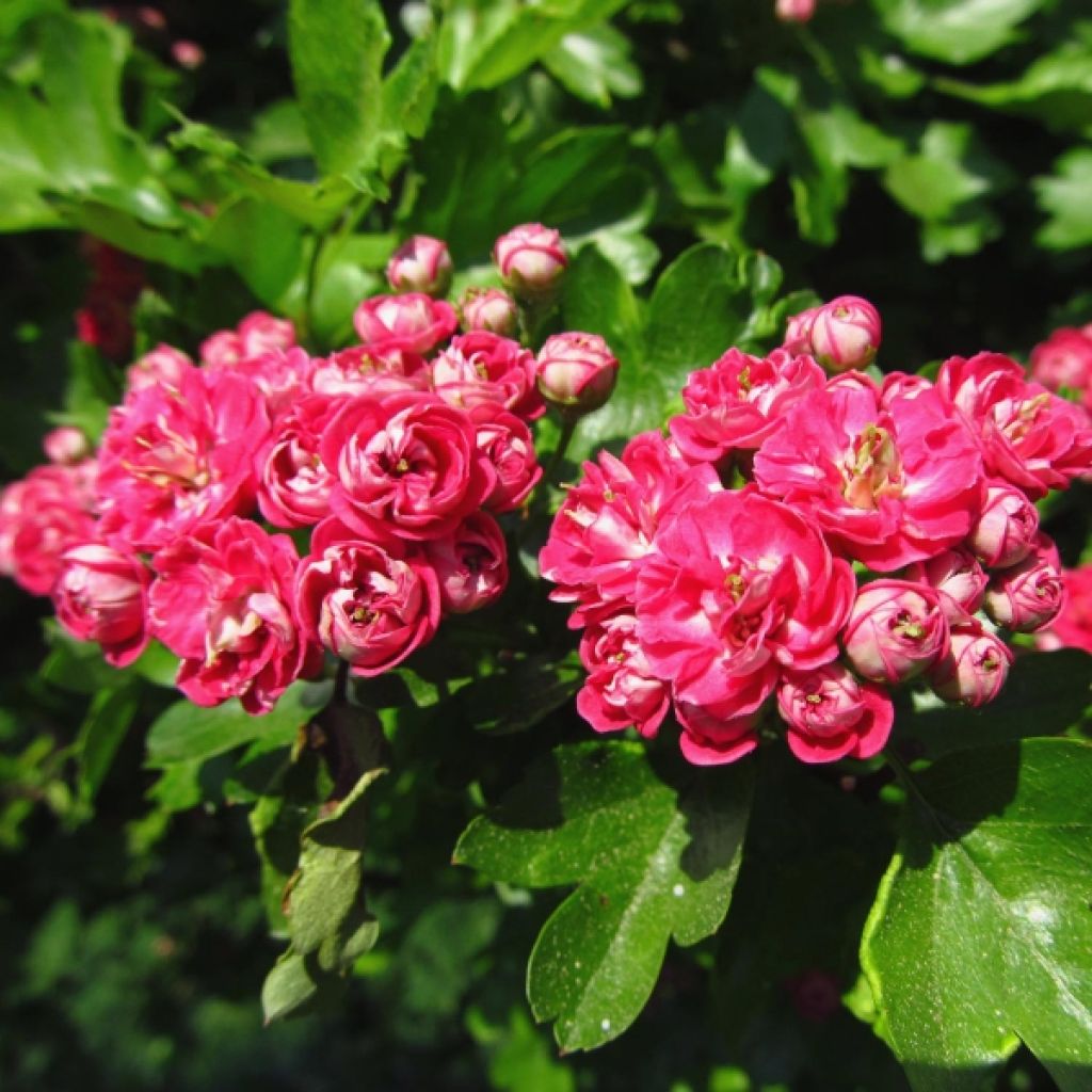 Crataegus laevigata Paul's Scarlet