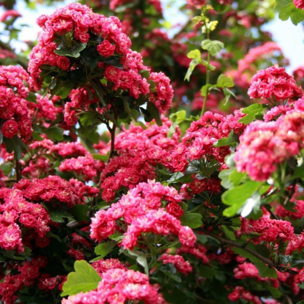 Crataegus laevigata Paul's Scarlet